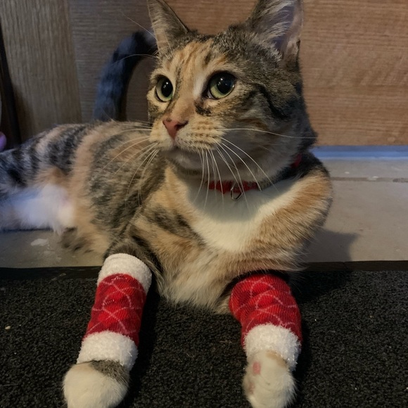 Meet your Posher, Angela - Picture 2 of 4